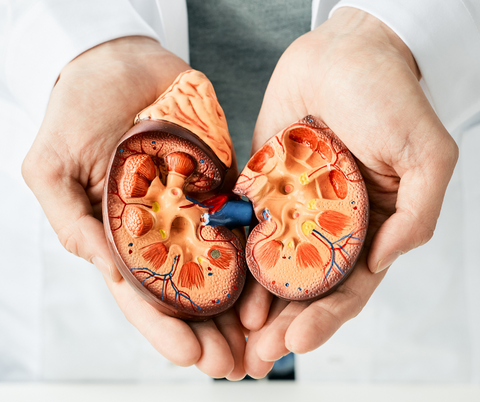 a photo of a person in white robe holding a kidney replica on the palm of their hands