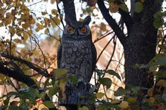decoy owl