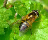 hover fly