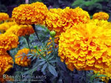 marigold