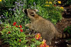 raccoon in garden