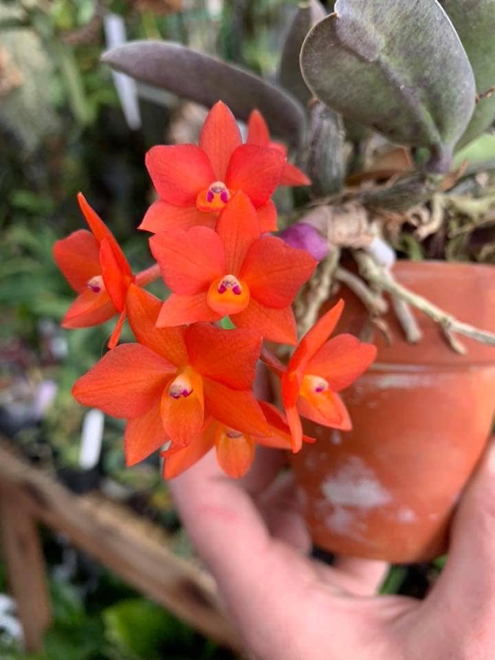 Sophronitis cernua (seedlings) – High Desert Orchids