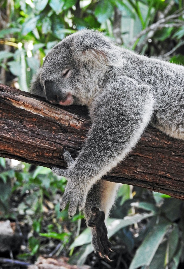 Koala sleeping on a branch