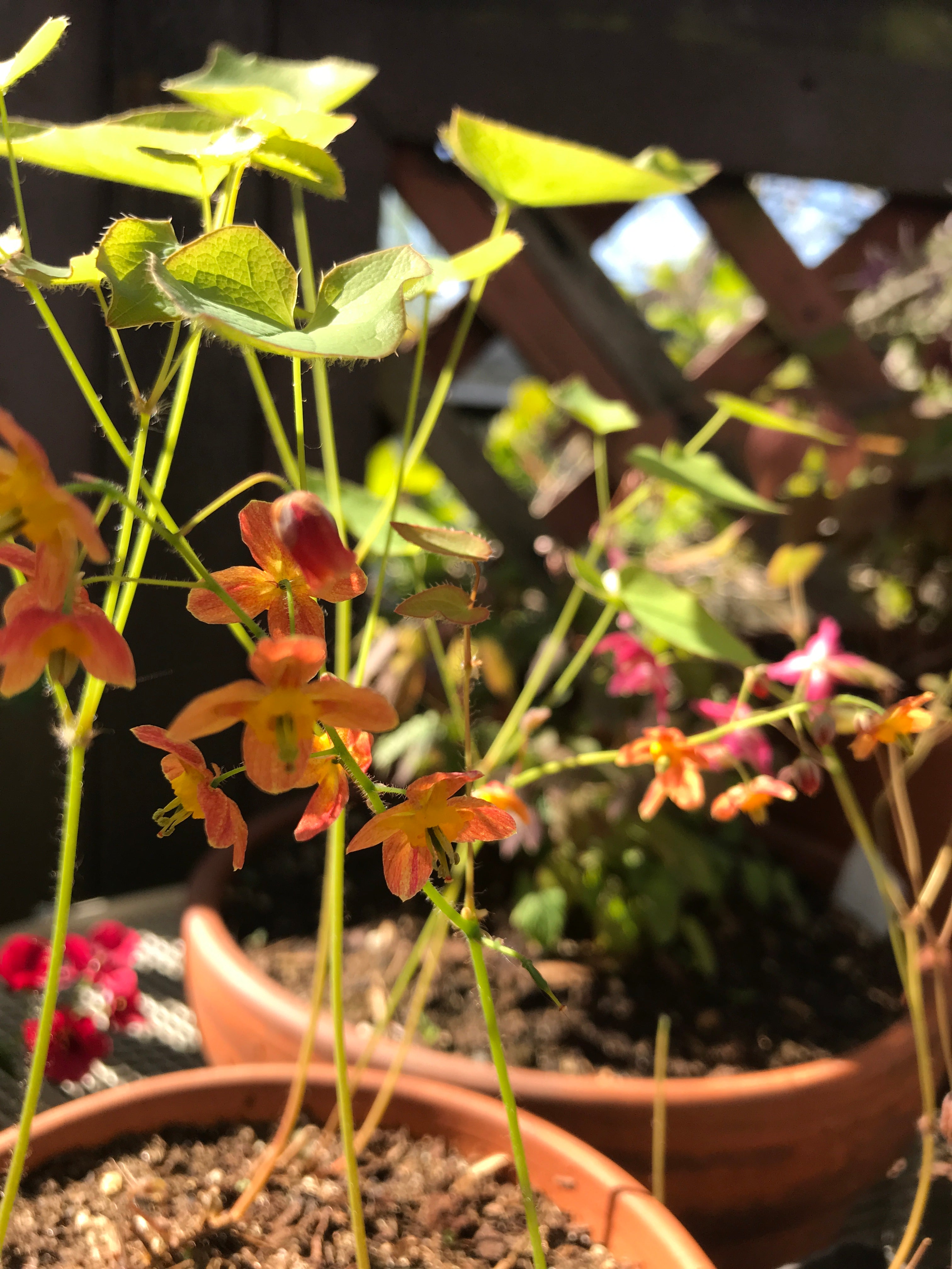 Epimedium 'Orangekonigin'