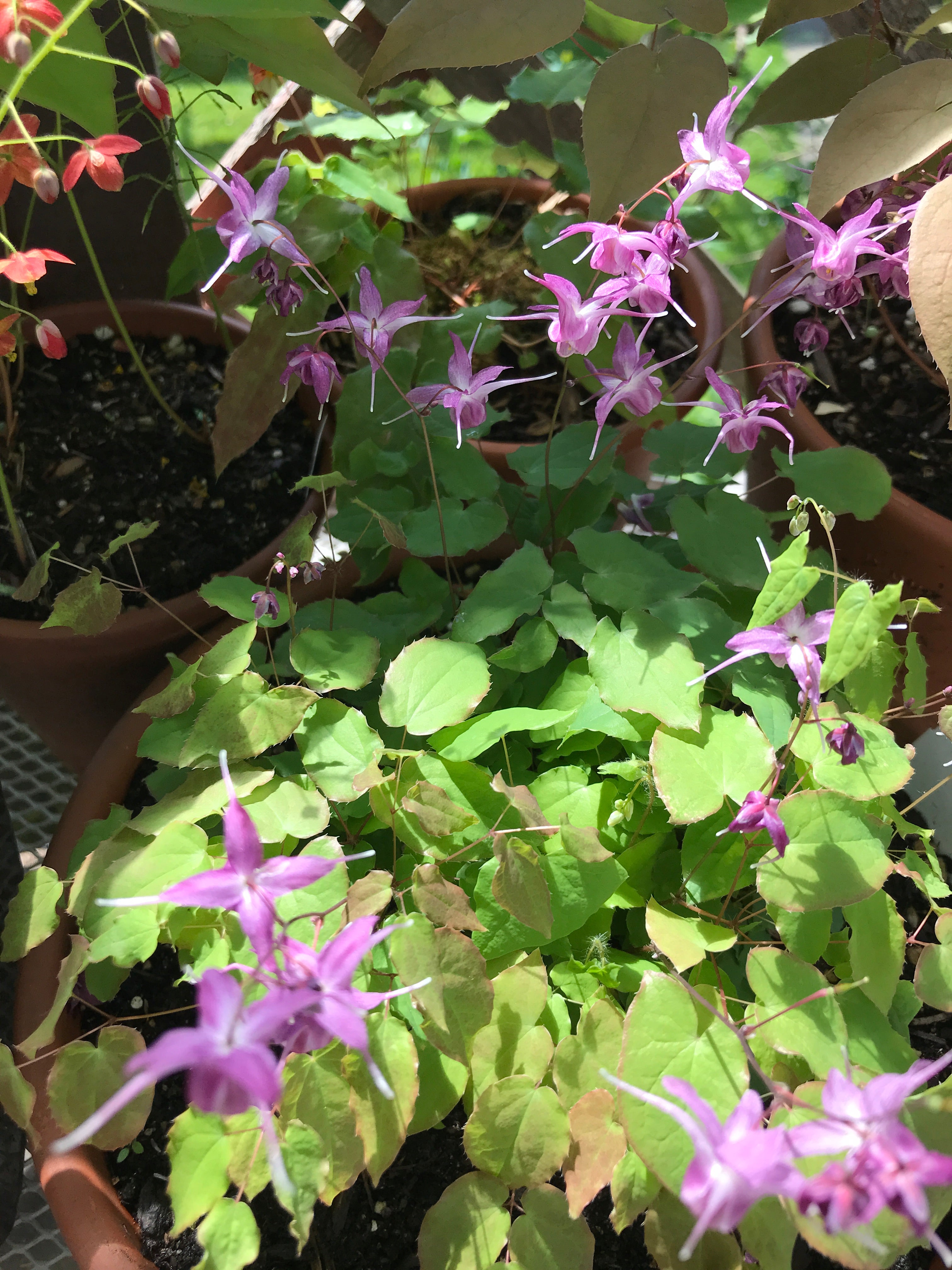 epimedium lilafee