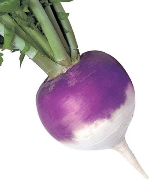 Fresh loose Turnip Fresh Farms