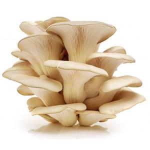 Oyster Mushroom Fresh Farms