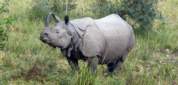 rhinoceros