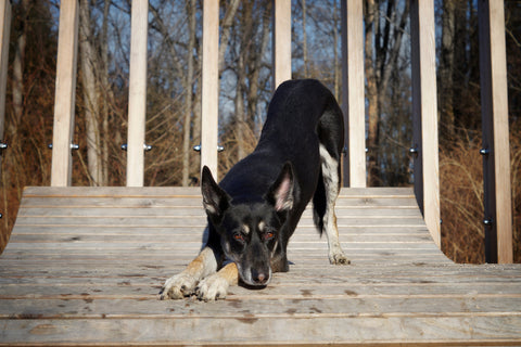 Hunde Stretching