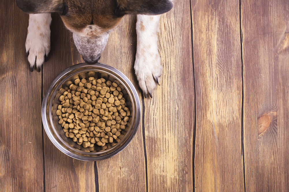 Why should dogs clearance eat grain free food