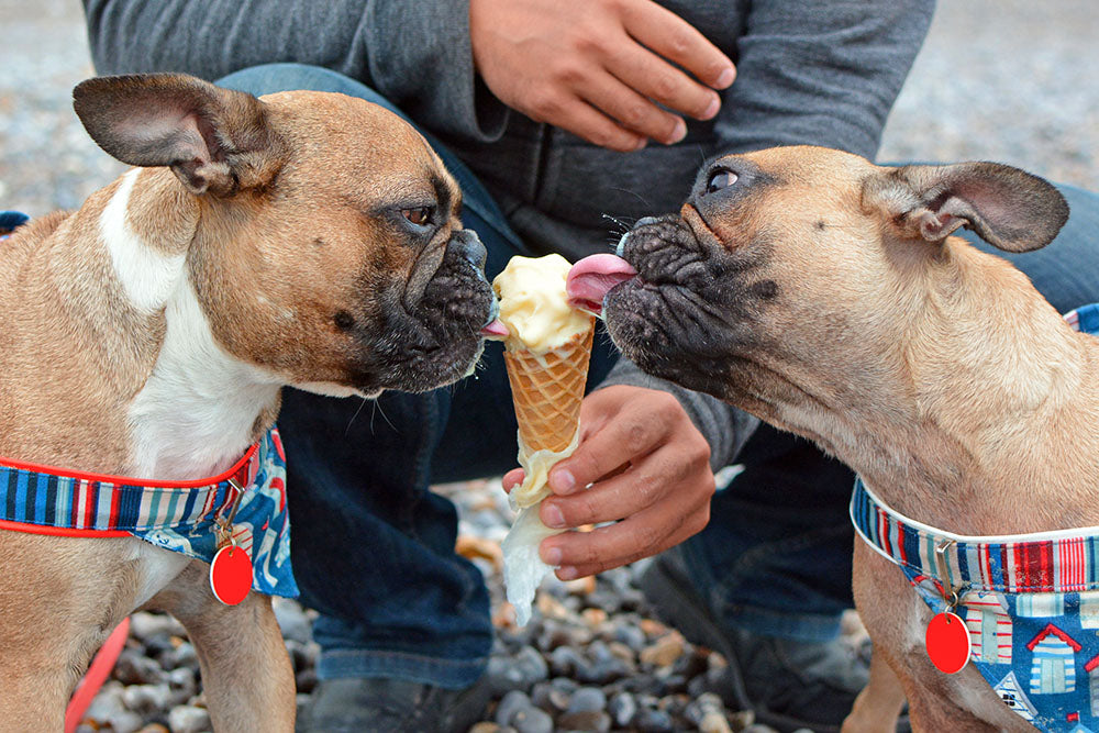 can french bulldog eat ice cream? 2