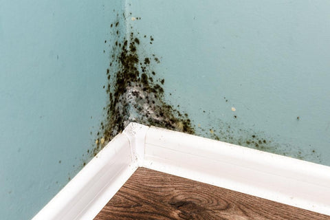 Mold in military housing