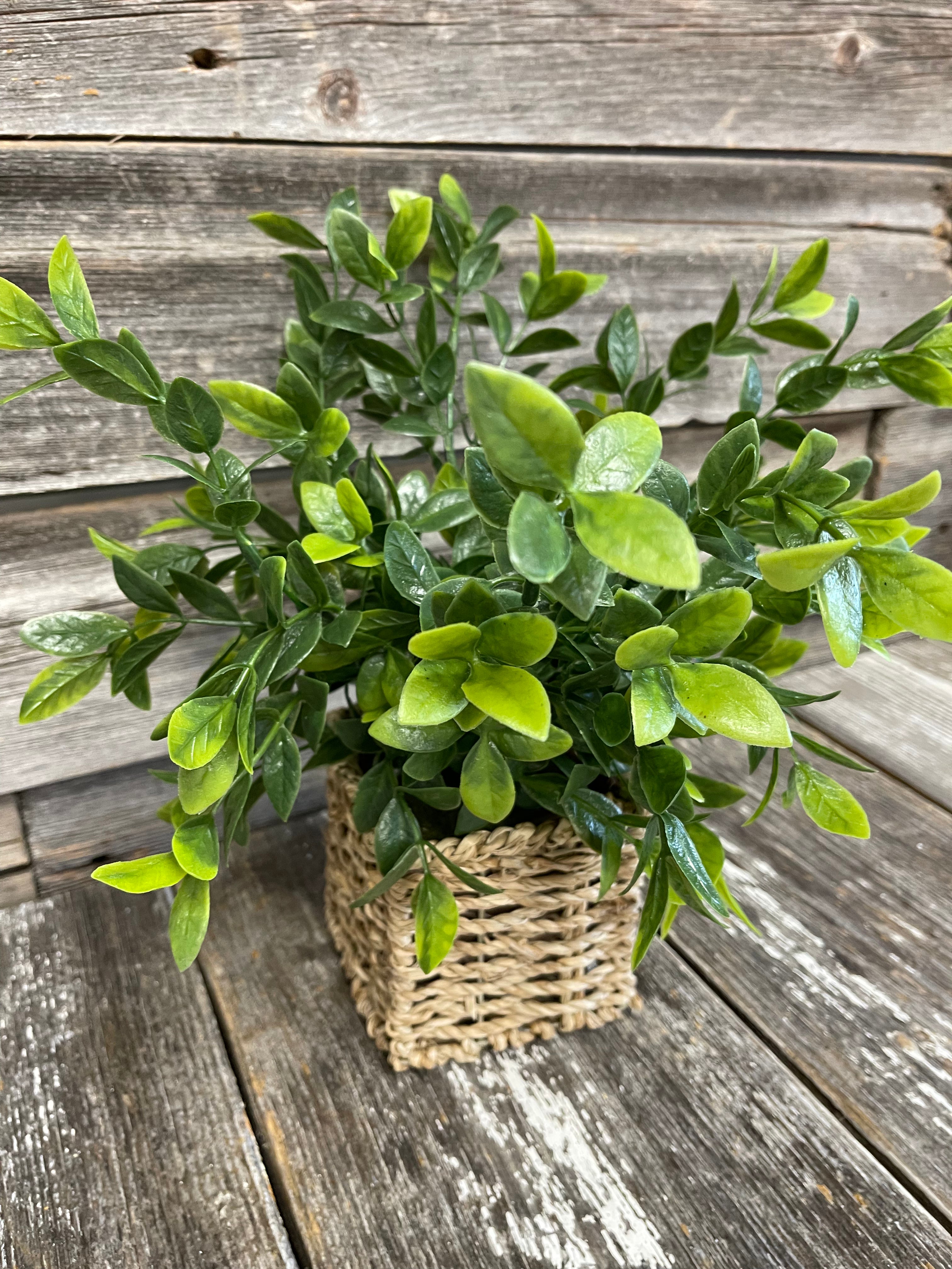 Plants in Woven Baskets