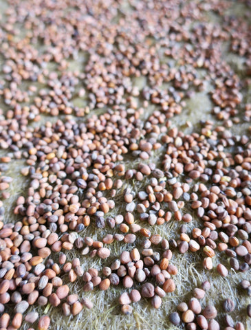 Close up of broccoli seeds on jute