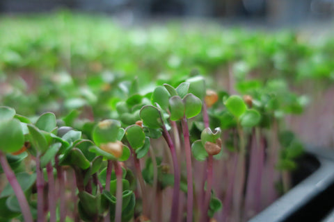 Growing microgreens with pink stem