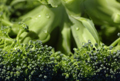 Broccoli florets close up