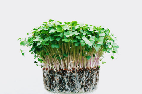 microgreens