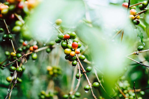 Gerson Cifuentes coffee cherries