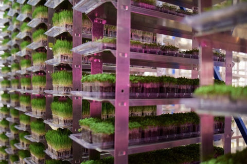 Picture of hundreds of trays of microgreens in a vertical farm