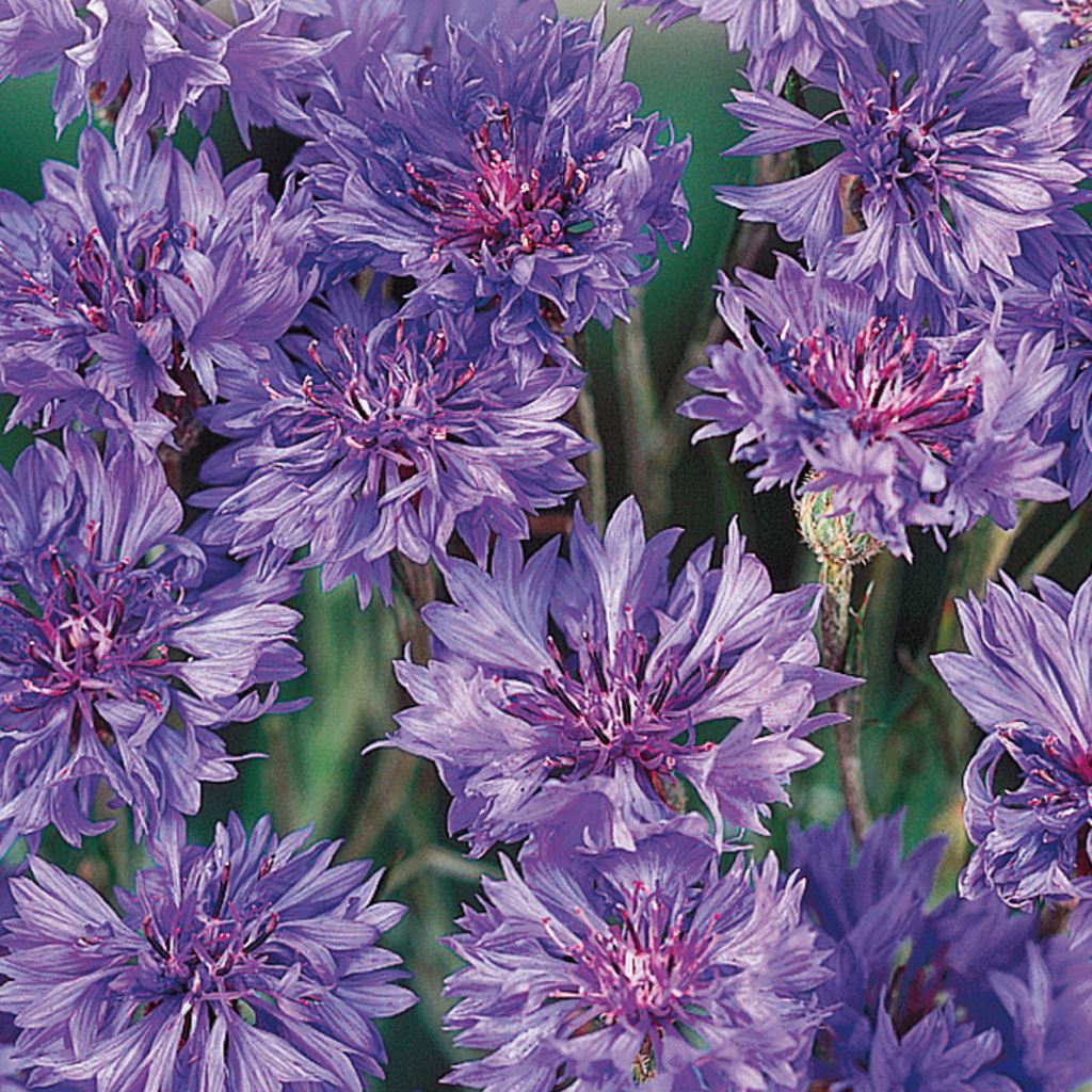 Bachelor Buttons Annual Or Perennial - Centaurea Species Bachelor S Button Cornflower Centaurea Cyanus / Montana (mountain blue or perennial cornflower).