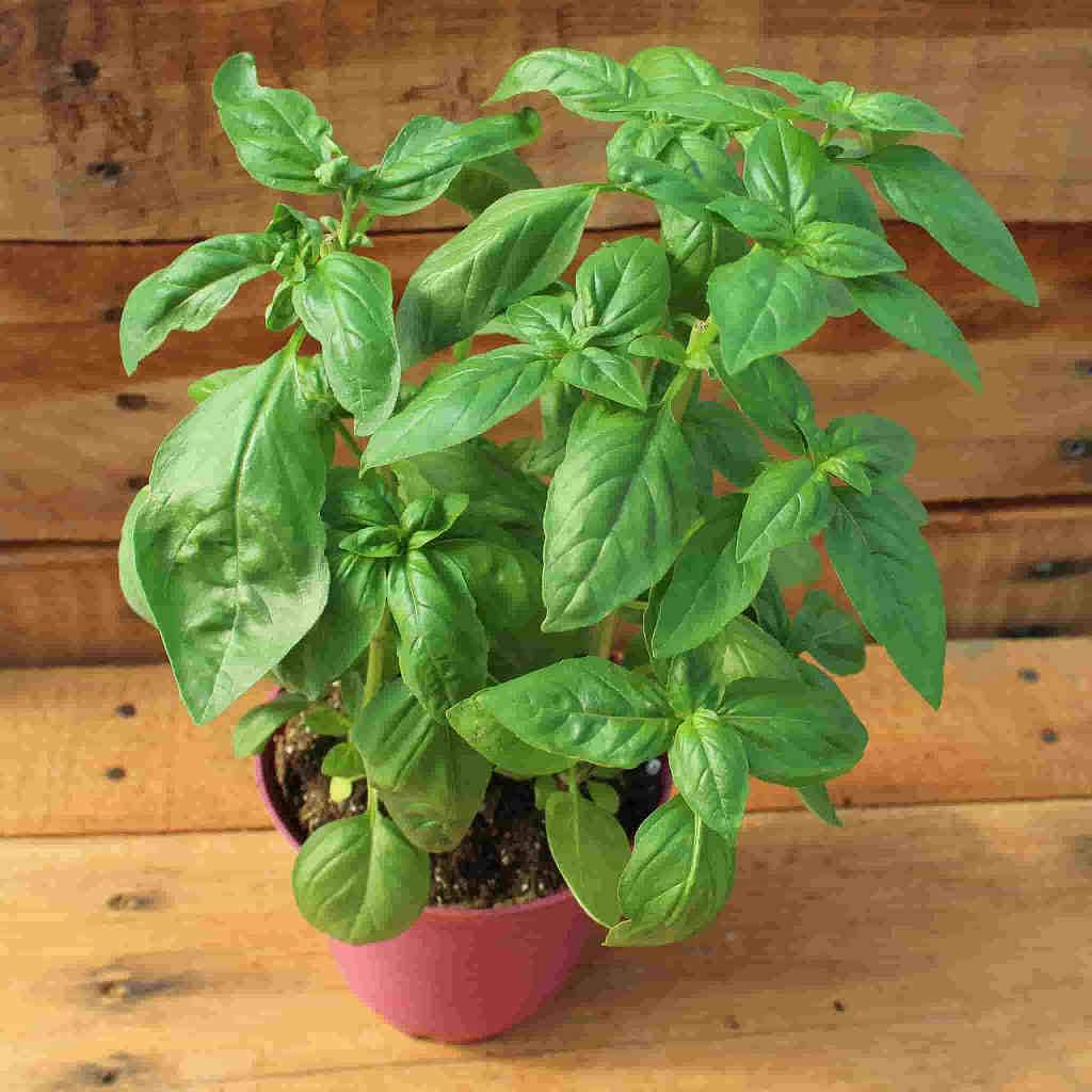 Buy Organic Sweet Basil Herb Seed Online McKenzie Seeds