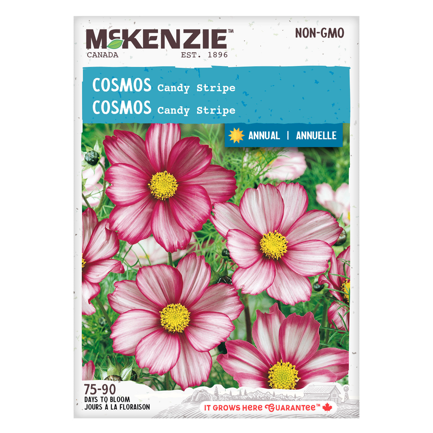 Cosmos Seeds, Candy Stripe – McKenzie Seeds