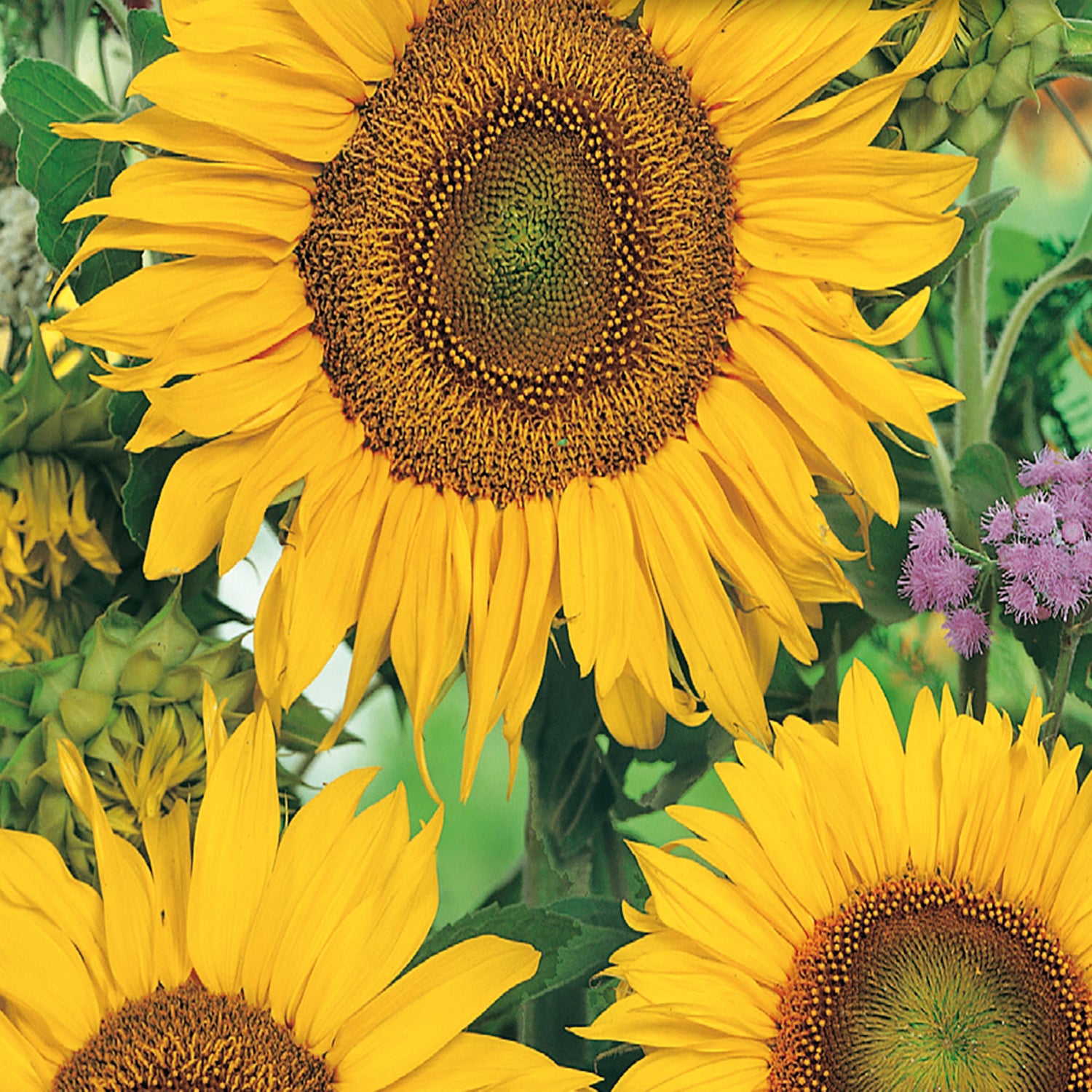 Sunflower, Autumn Beauty Mixed Colors Annual Flower Seeds – Ferry