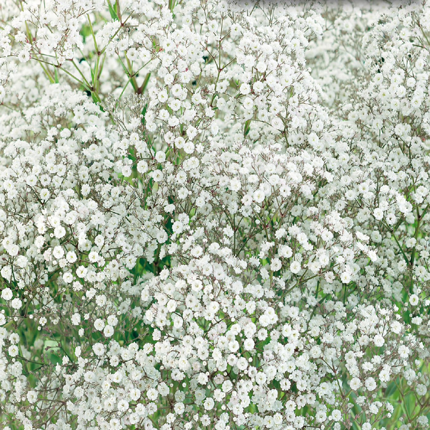 Baby's Breath Seeds – McKenzie Seeds