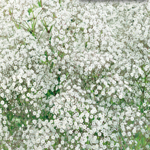 Baby's Breath – McKenzie Seeds