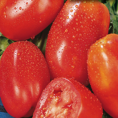 Tomato Seeds, Tumbler F1 Hybrid (Trailing)