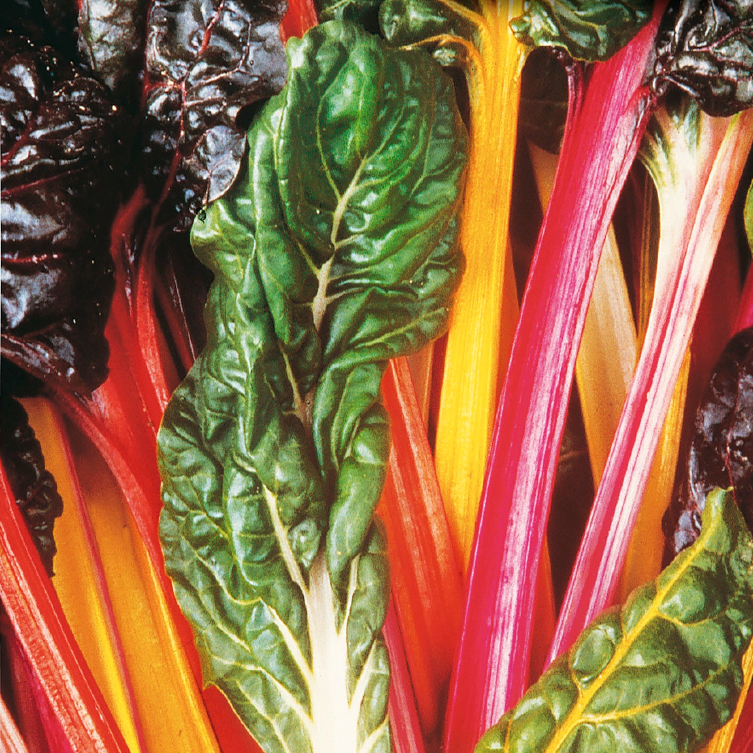 Ruby Red Rhubarb Swiss Chard Seeds, USA Garden Vegetable Rainbow Colorful  Silver Beet Spinach Bok Choy Seed Non GMO Heirloom 2024