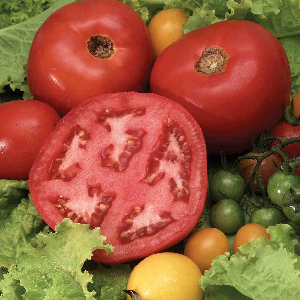 Beefsteak tomato plant not producing fruit information