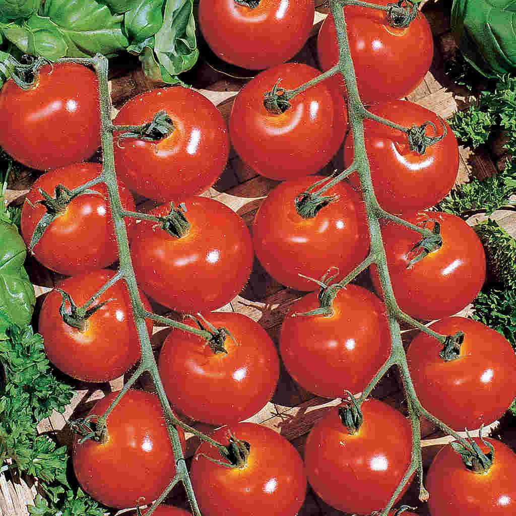 sweetie seedless tomato