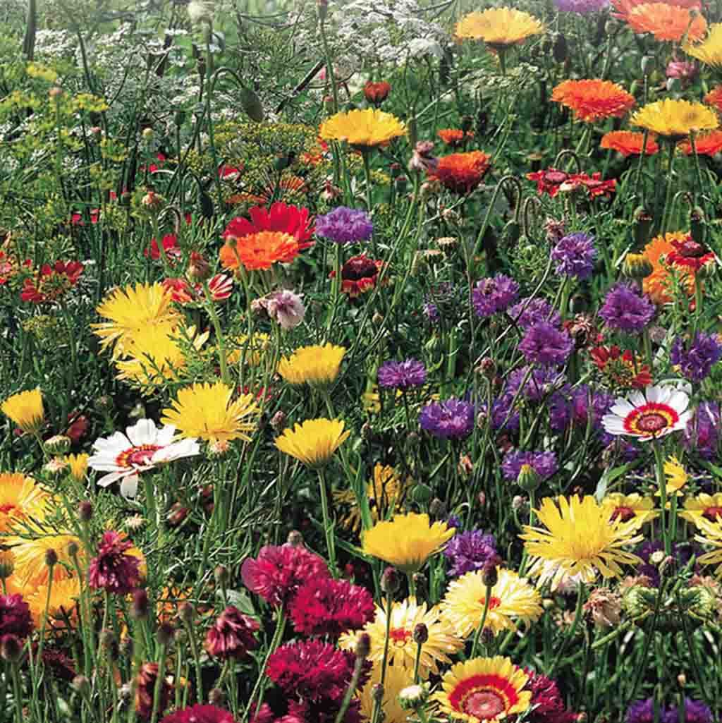 Old Fashioned Flower Garden Mix Seeds Value Size Pack