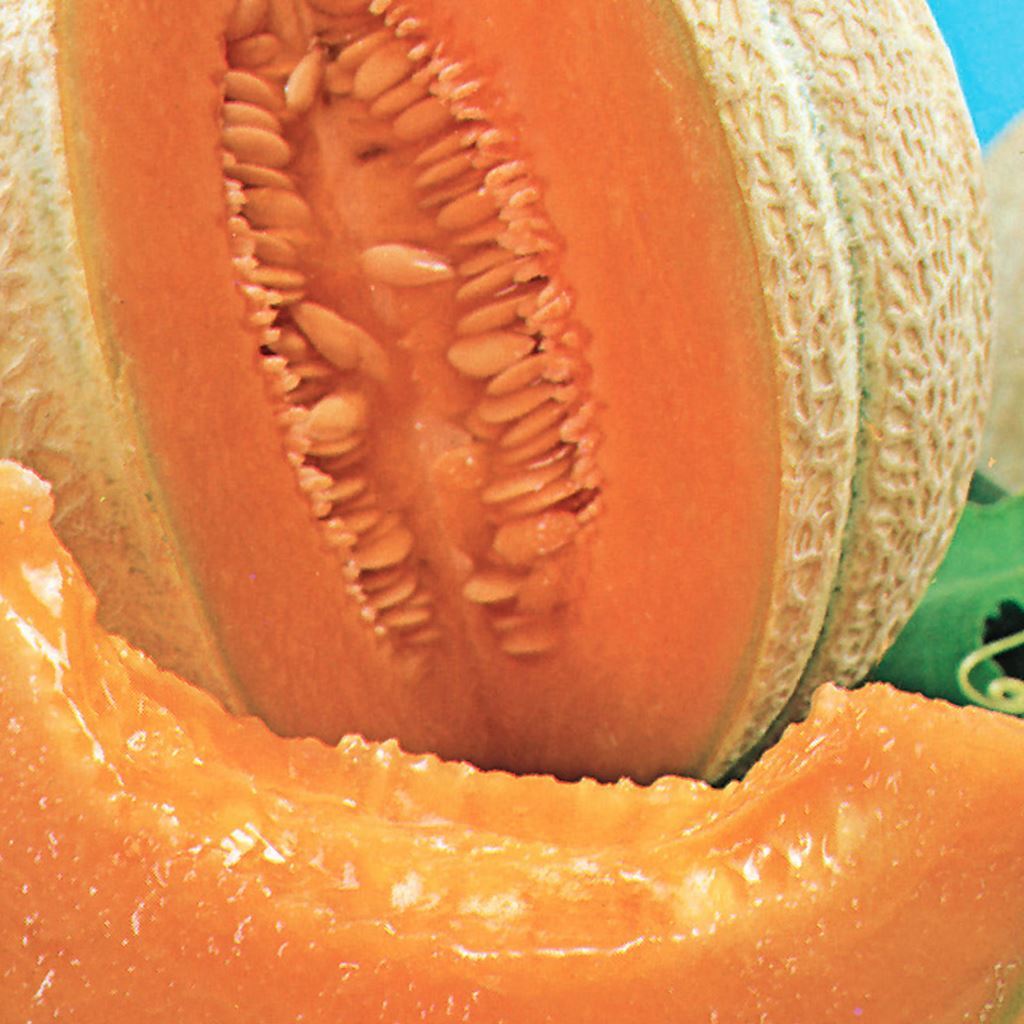 Organic Cantaloupe Seeds Hearts Of Gold Mckenzie Seeds