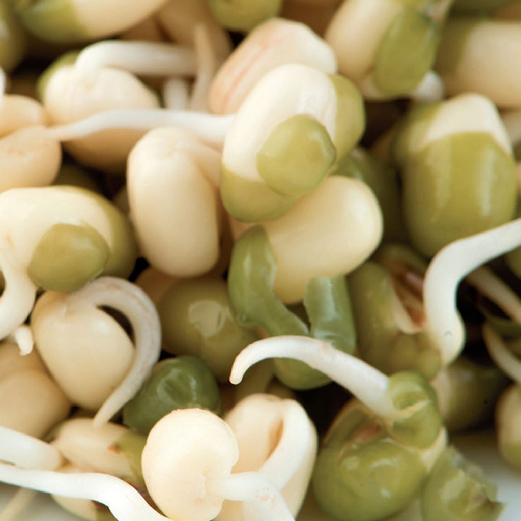 mung bean sprout