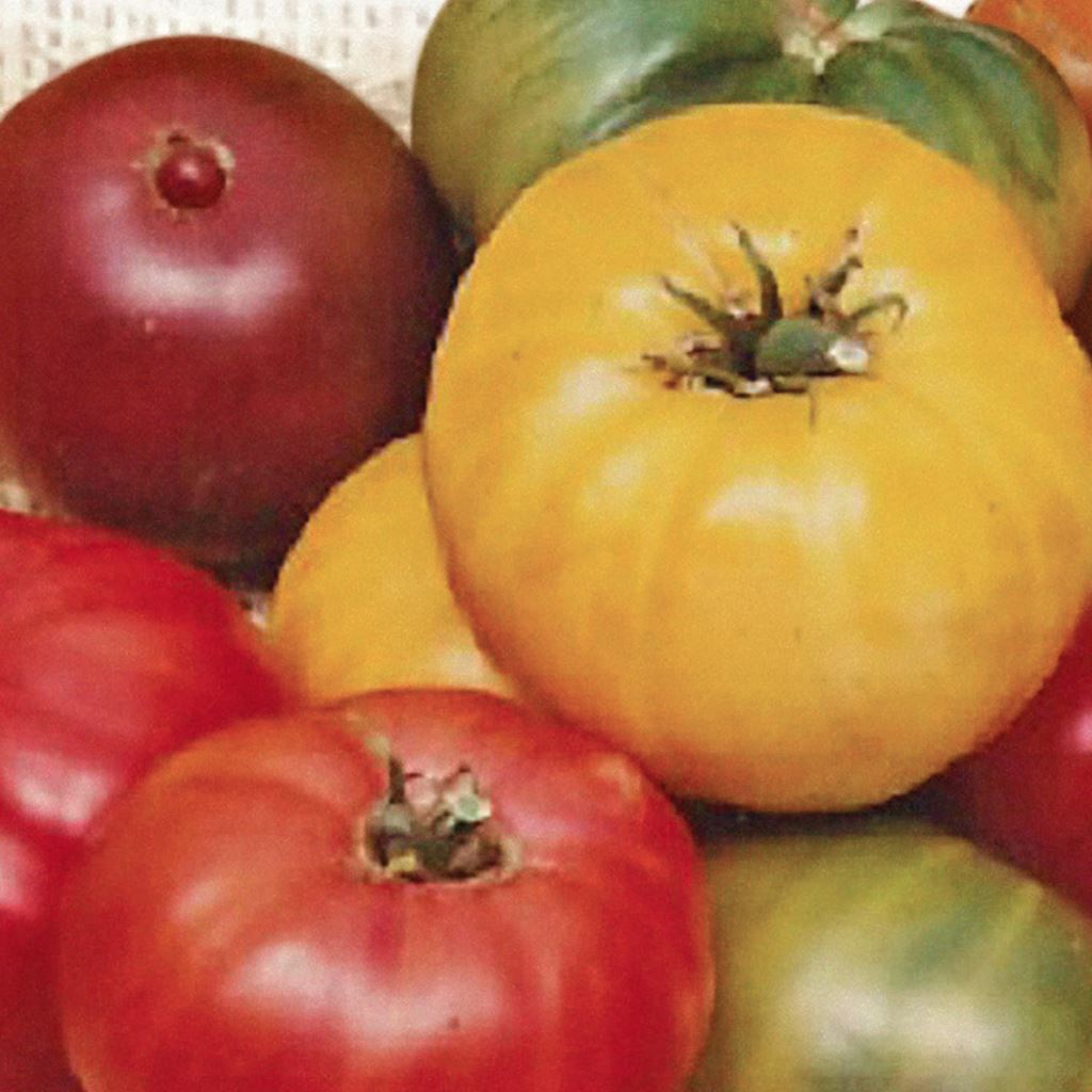 Red Brandywine tomato - SEEDS Le potager ornemental de Catherine