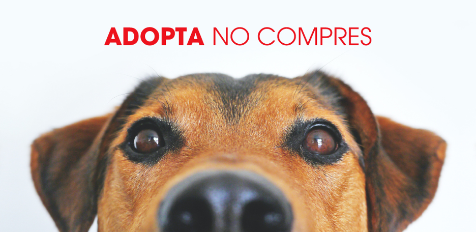 ADOPTA, NO COMPRES