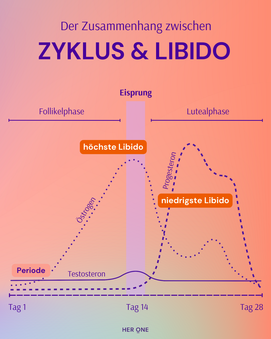 Grafische Abbildung des Zusammenhangs zwischen dem weiblichen Zyklus, Östrogen-, Progesteron- und Testosteronspiegel und der weiblichen Libido.