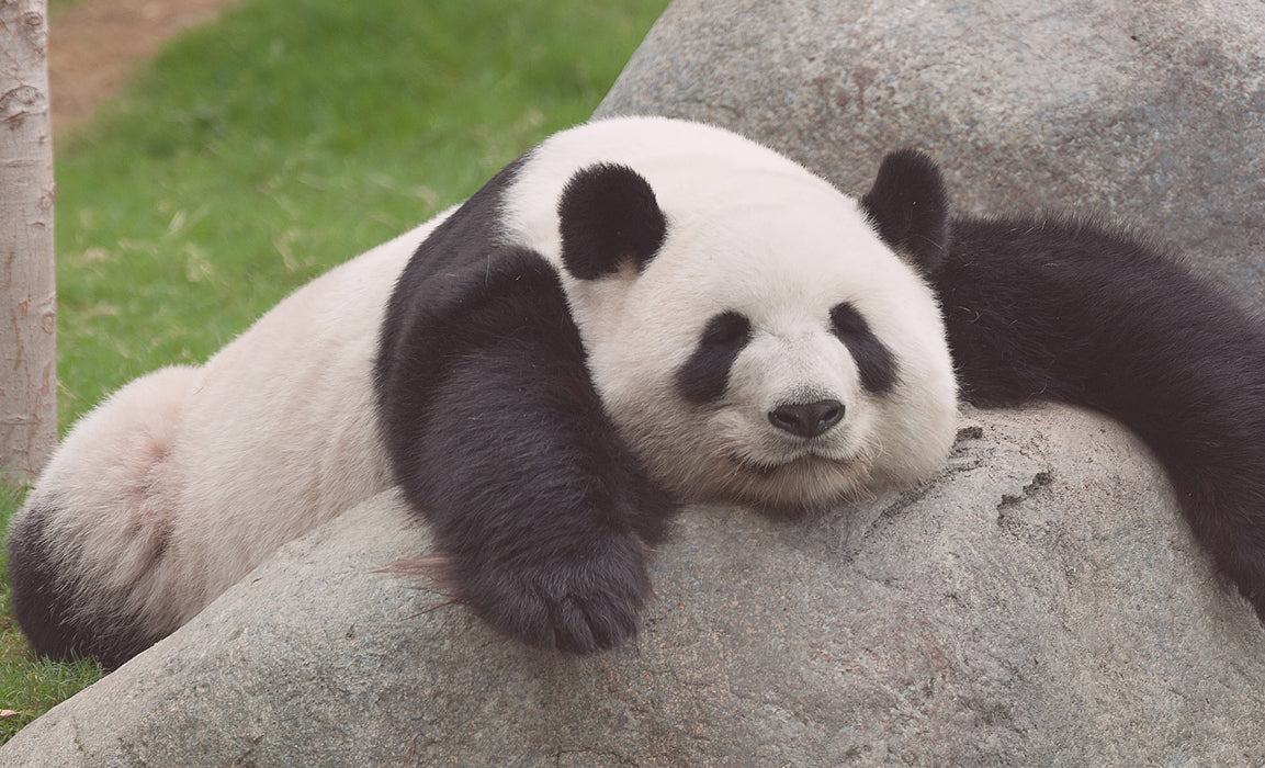 10 Ultra-Cute Panda Facts | Oh K! – Oh K! US