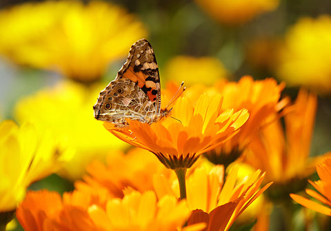 The Corinne Taylor Wellness Blog, Calendula Flower, Ingredient Spotlight, Skincare, organic