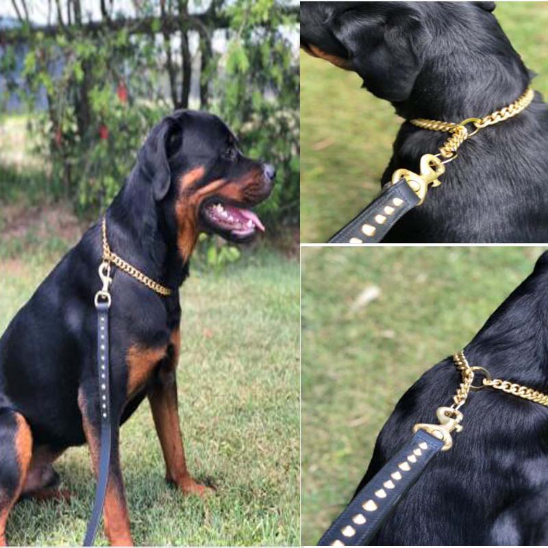gold chain dog collar