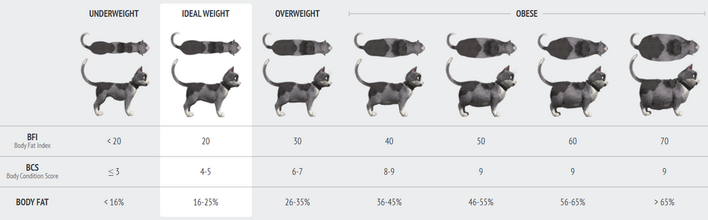 5+ Fat Cat Chart