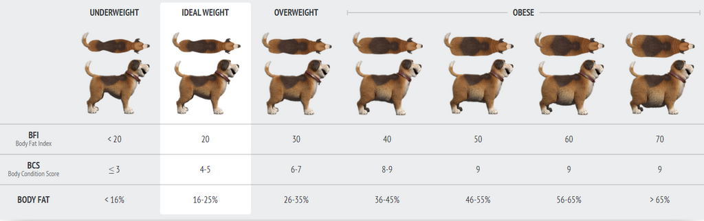 Is Your Dog Obese? Dog BFI, Dog Body Fat Index