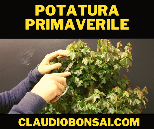 IMPOSTAZIONE PRIMARIA SEMI CASCATA OLIVASTRO BONSAI CB® – CLAUDIO CASADEI