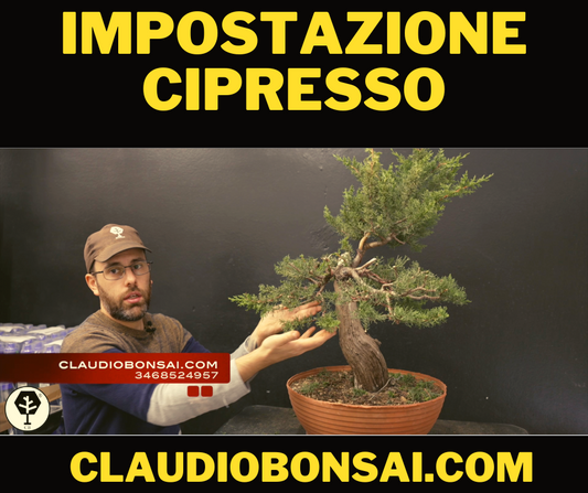 IMPOSTAZIONE PRIMARIA SEMI CASCATA OLIVASTRO BONSAI CB® – CLAUDIO