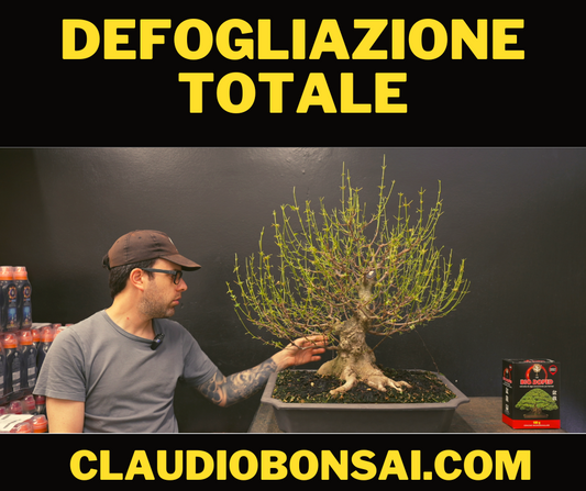 IMPOSTAZIONE PRIMARIA SEMI CASCATA OLIVASTRO BONSAI CB® – CLAUDIO