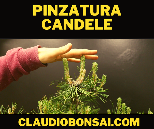 IMPOSTAZIONE PRIMARIA SEMI CASCATA OLIVASTRO BONSAI CB® – CLAUDIO CASADEI