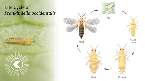 Thrips Life Cycle, Thrips Control