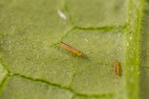 How To Control Thrips Using Biological Control - Dragonfli